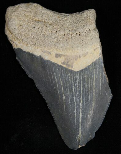 Bargain Bone Valley Megalodon Tooth #11085
